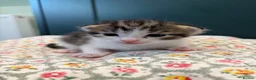 American Shorthair cats for sale: 4 Beautiful American Shorthair Kittens  - Advert 11