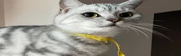 British Shorthair cats for sale: GCCF. BSH boy n girl..both spayed  - Advert 11
