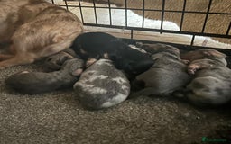 Miniature Dachshund dogs for sale: ***long haired mini dachshunds **** - Image 26