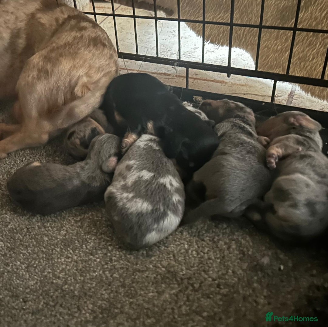 Miniature Dachshund dogs for sale: ***long haired mini dachshunds **** - Image 26