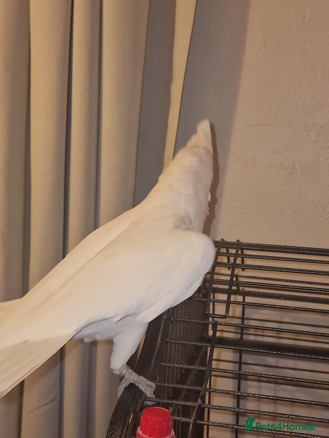 Cockatoo birds for sale: Cockatoo, male, 20yrs old in Erith - Advert 5