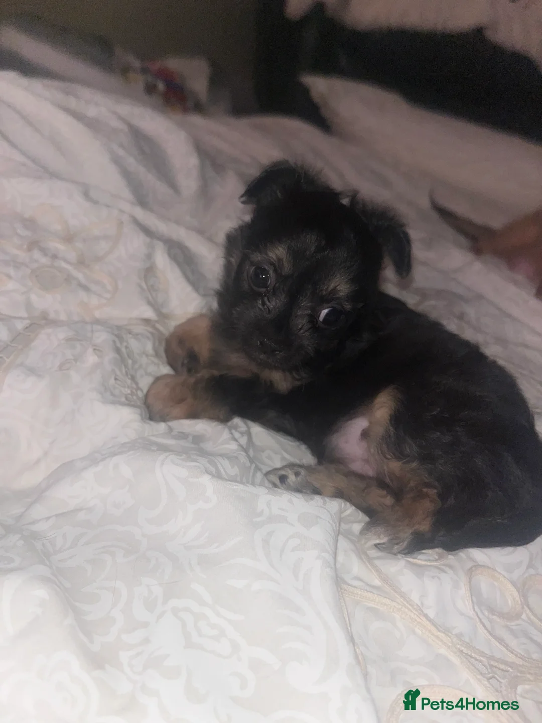 Chihuahua dogs for sale: Chihuahua puppy’s  - Advert 2