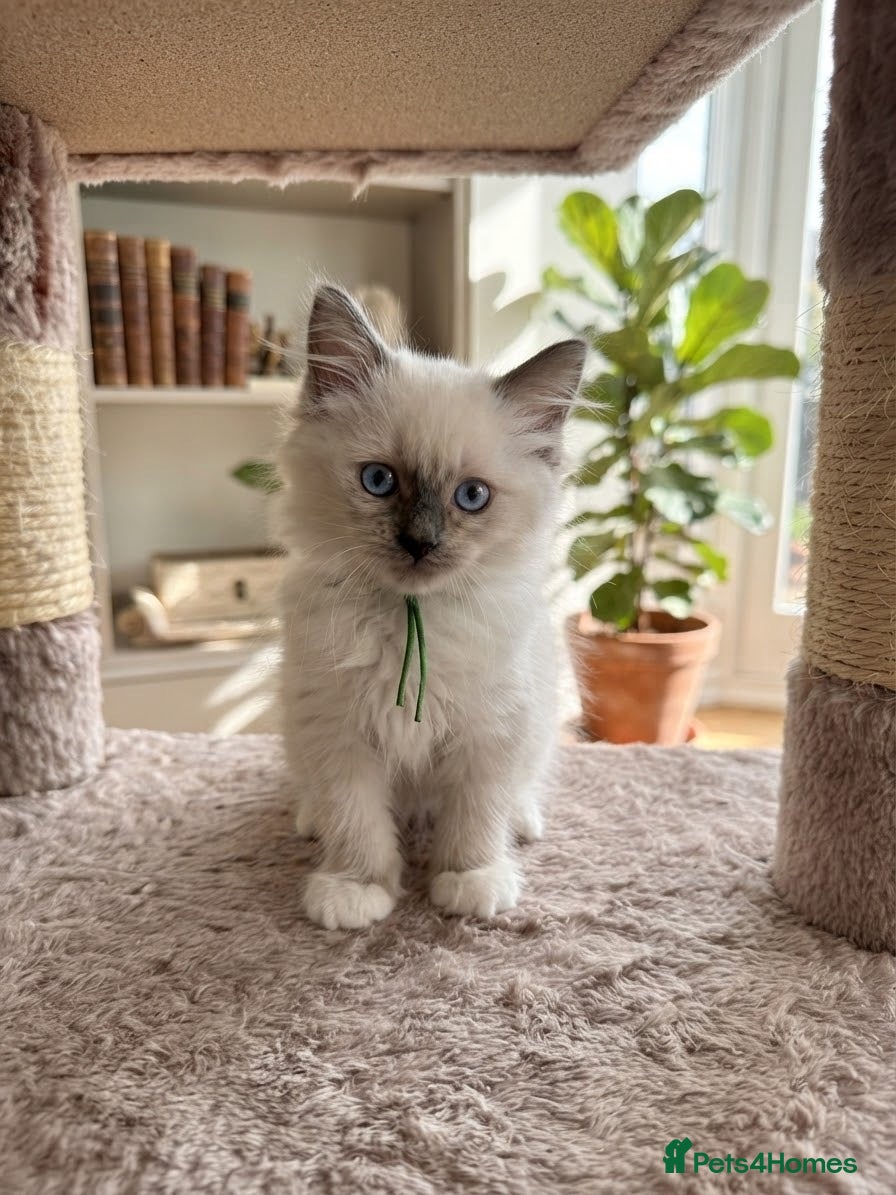 Ragdoll cats RAGDOLL KITTENS FOR SALE - Advert 1