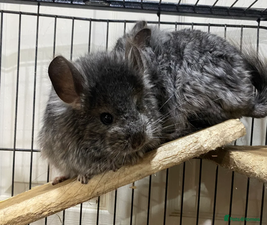 Chinchilla rodents for sale: RPA (Angoran) Handsome Chinchilla Brothers  - Advert 5