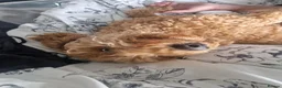 Cockapoo dogs for sale: Luna cockapoo - Advert 4