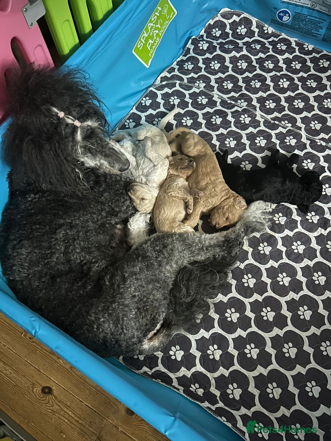 Standard Poodle dogs for sale: Beautiful standard poodle puppies - Advert 19