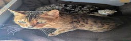 Mixed Breed cats for sale: Gorgeous Bengal X Kittens - Advert 2