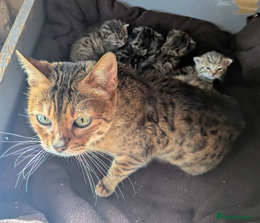 Mixed Breed cats for sale: Gorgeous Bengal X Kittens - Advert 2
