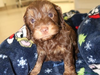 Cockapoo dogs Beautiful f1b Cockapoo puppy's - Advert 2