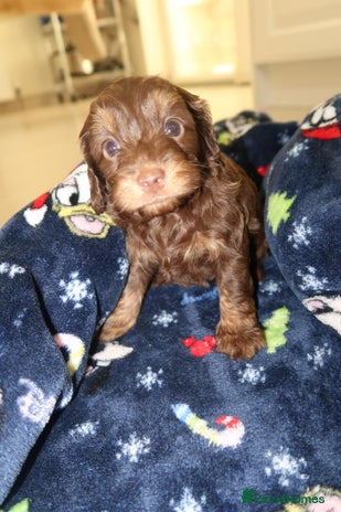 Cockapoo dogs Beautiful f1b Cockapoo puppy's - Advert 1