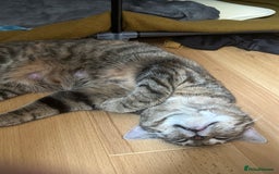 Mixed Breed cats for sale: 🌸 Meet Nala – ready soon for her forever home! 🌸 - Image 5