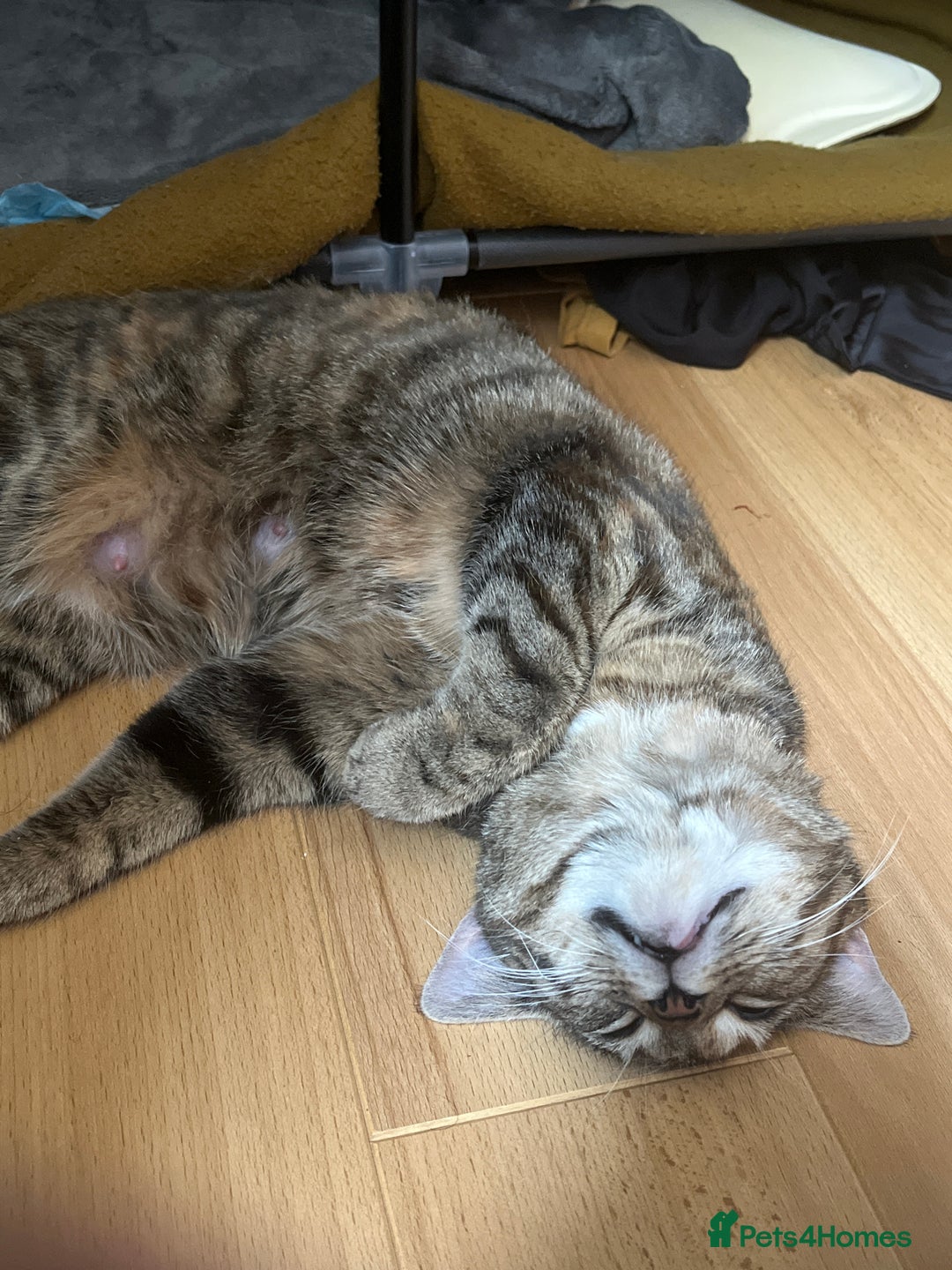 Mixed Breed cats for sale: 🌸 Meet Nala – ready soon for her forever home! 🌸 - Image 5