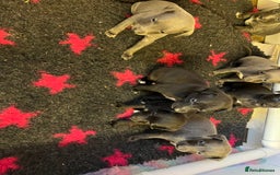 Whippet dogs for sale: Bedlington/Whippet Puppies - Advert 3