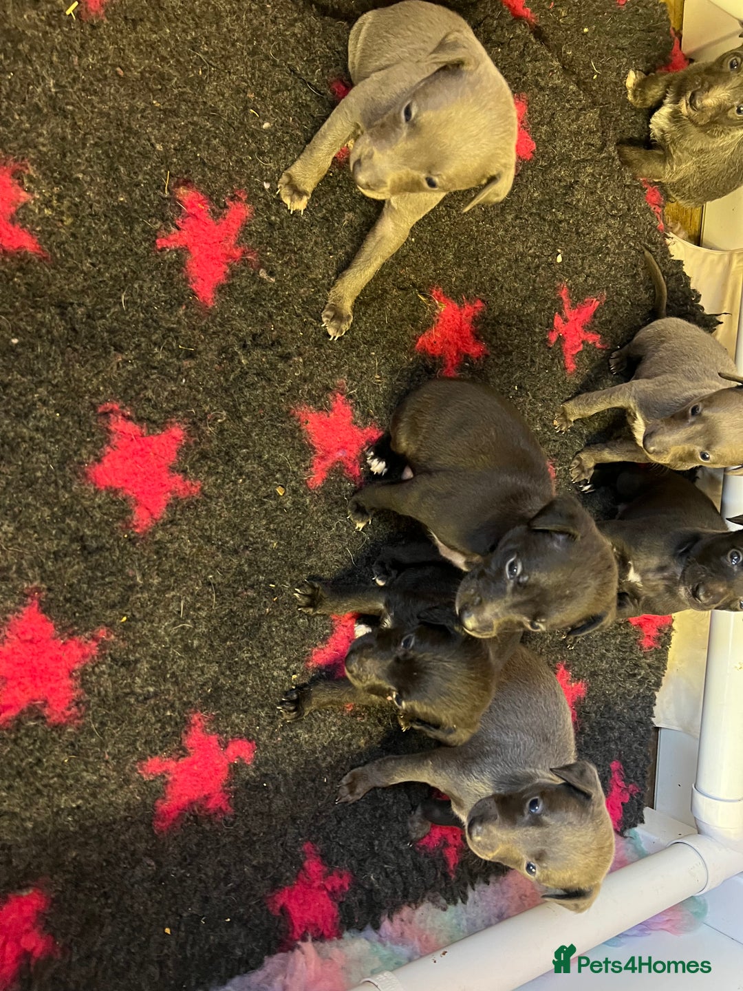 Whippet dogs for sale: Bedlington/Whippet Puppies - Advert 3
