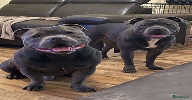 Staffordshire Bull Terrier dogs - Advert 11