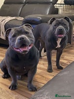 Staffordshire Bull Terrier dogs - Advert 11