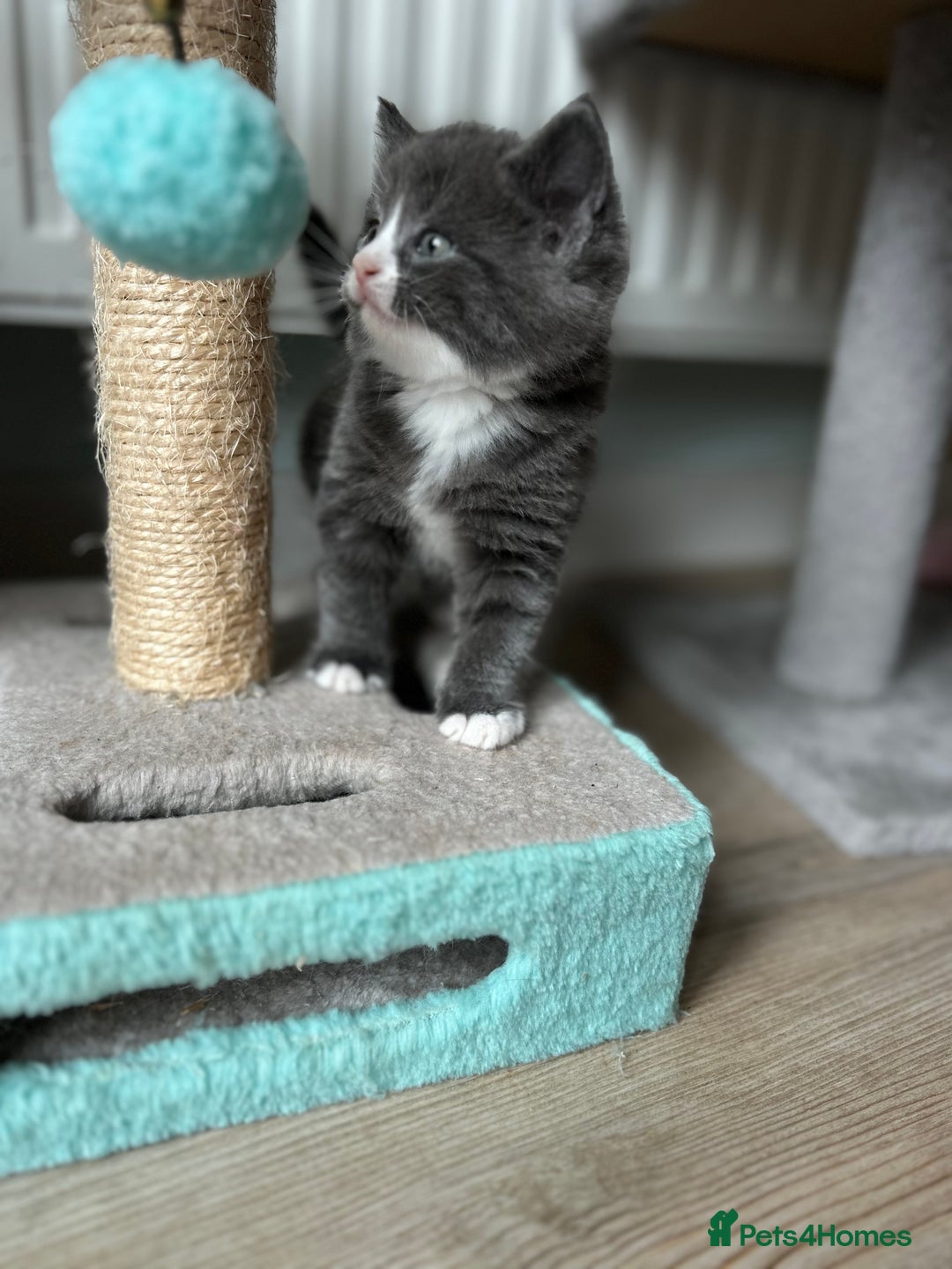 British Shorthair cats for sale: Chunky Kittens half BSH  - Image 3
