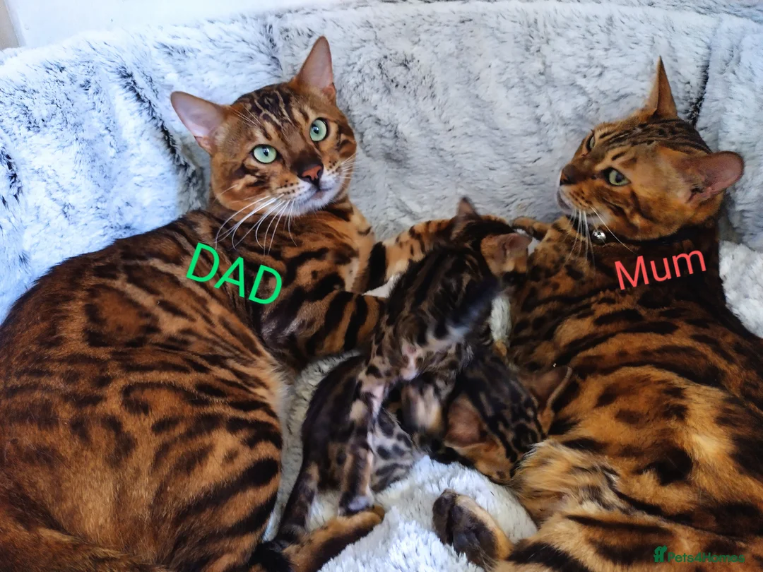 Bengal cats for sale: Kittens Bengal Pedigree tree blood line - Advert 15