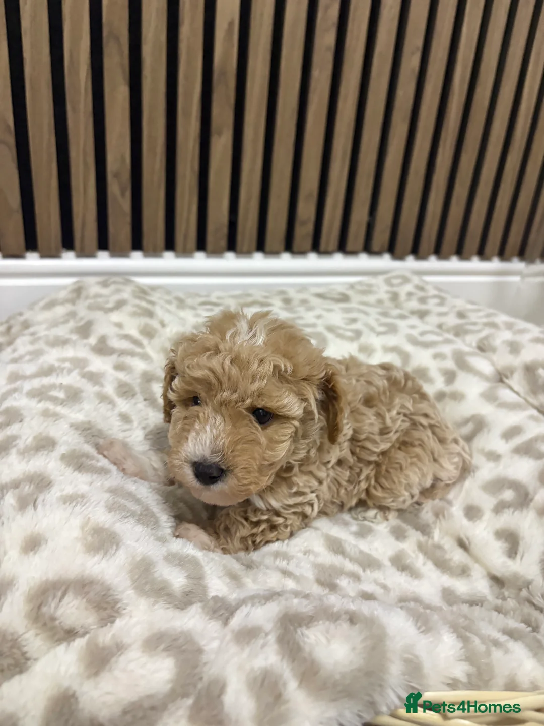 Maltipoo dogs for sale: 3 boy maltipoos  in Slough - Advert 2
