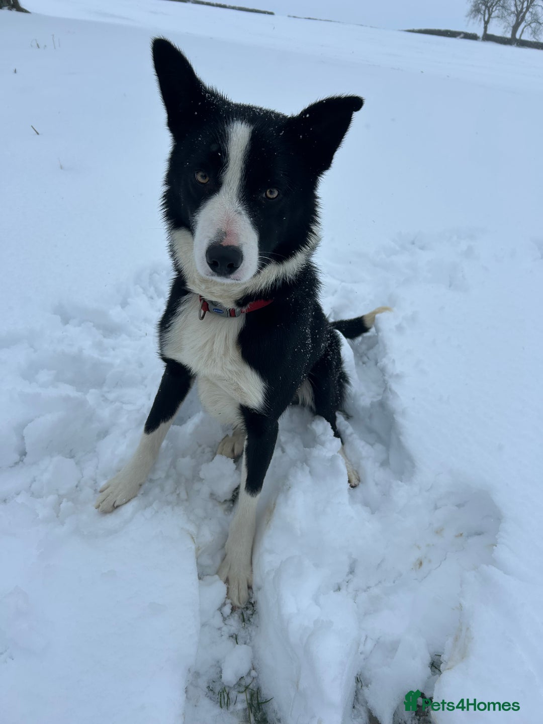 Border Collie dogs for sale: dog for sale - Image 4
