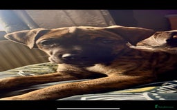 Mixed Breed dogs for sale: Presa Canario x Cane Corso  - Image 1