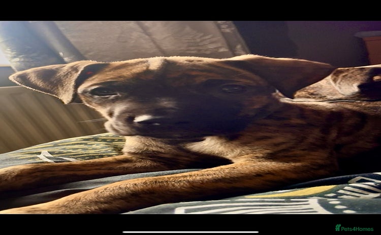 Mixed Breed dogs - Advert 2