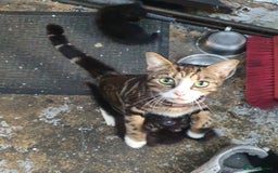 Russian Blue cats for sale: Russian Blue and Tabby hybrids. - Image 6
