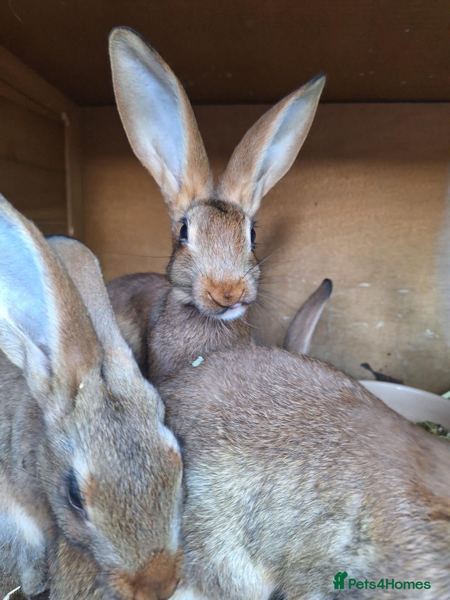 Belgian Hares rabbits Pure bred baby belgian hares looking for new homes - Advert 1