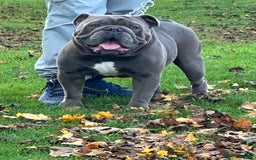 English Bulldog dogs for stud: HEALTH TESTED CLEAR & BOAS GRADED ZERO KC REG in Doncaster - Image 5