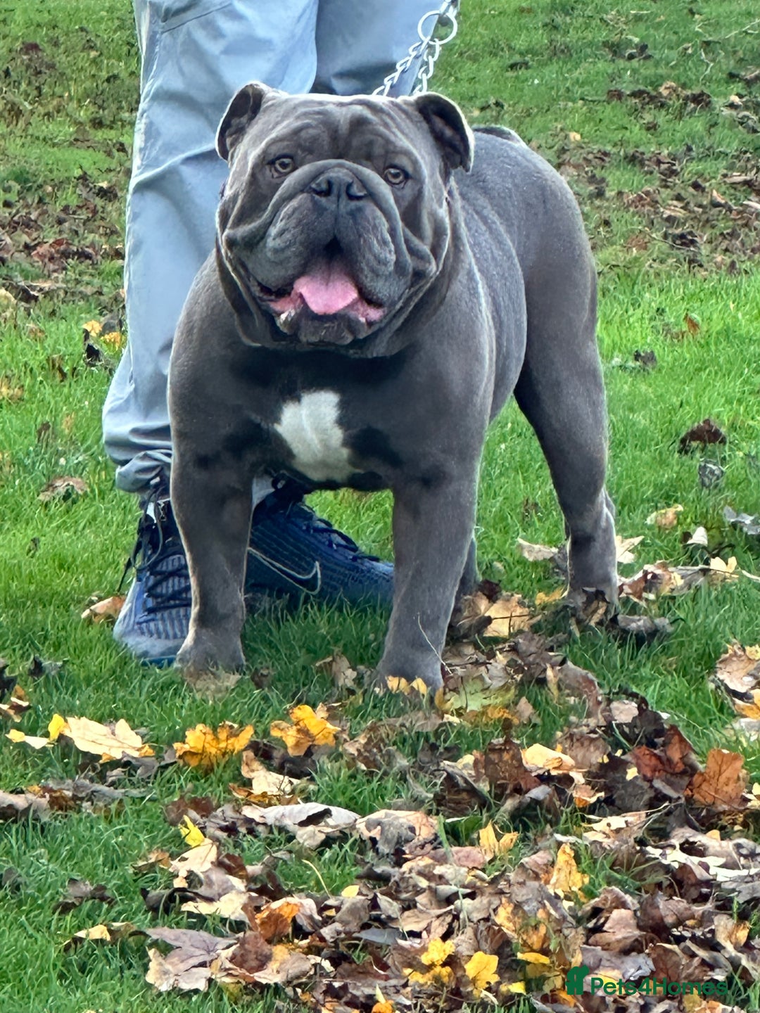 English Bulldog dogs for stud: HEALTH TESTED CLEAR & BOAS GRADED ZERO KC REG in Doncaster - Image 5