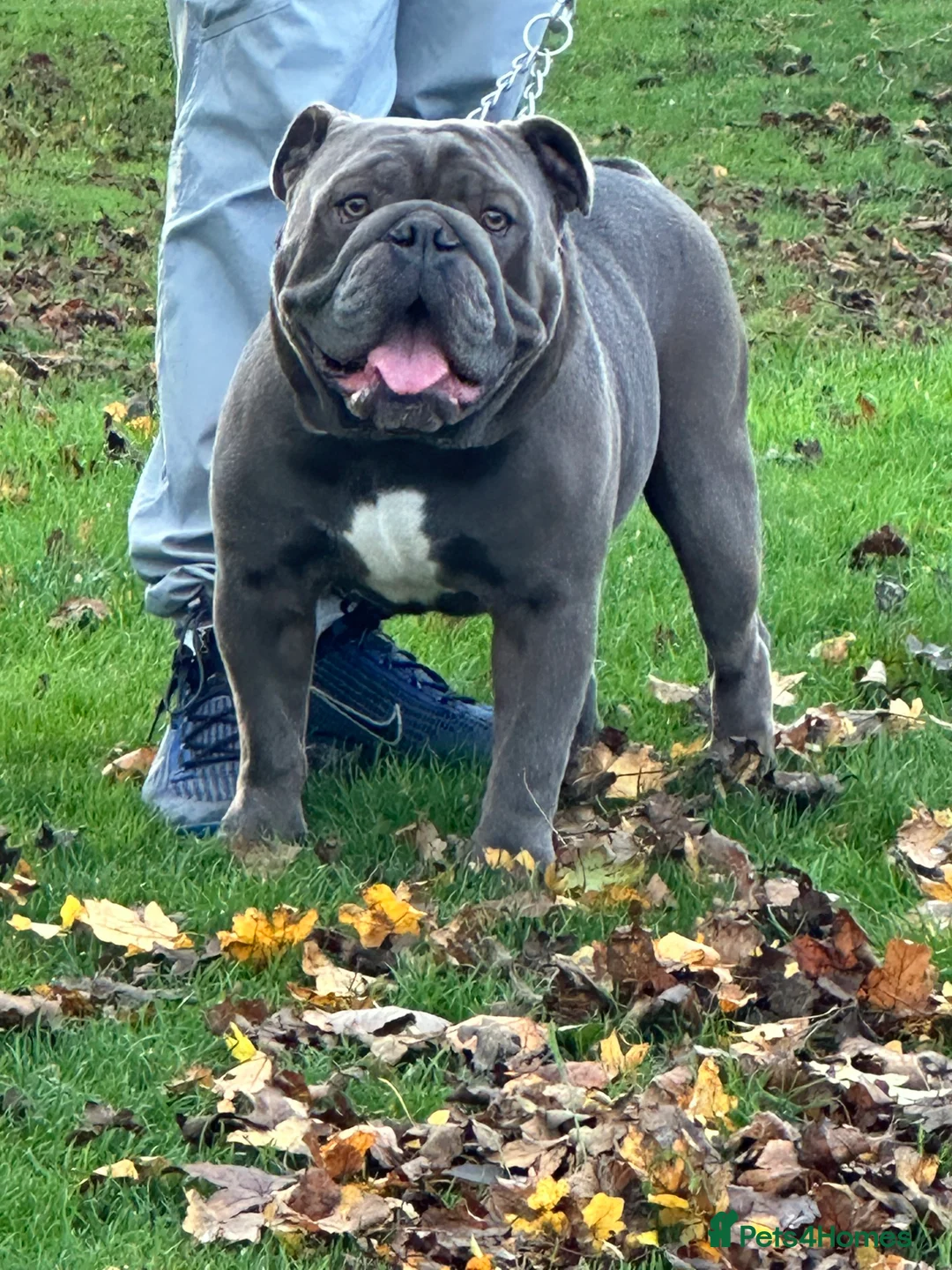 English Bulldog dogs for stud: HEALTH TESTED CLEAR & BOAS GRADED ZERO KC REG in Doncaster - Advert 5