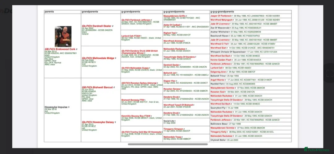 Cocker Spaniel dogs for sale: Tri Colour working cocker bitch pup in Selby - Advert 2