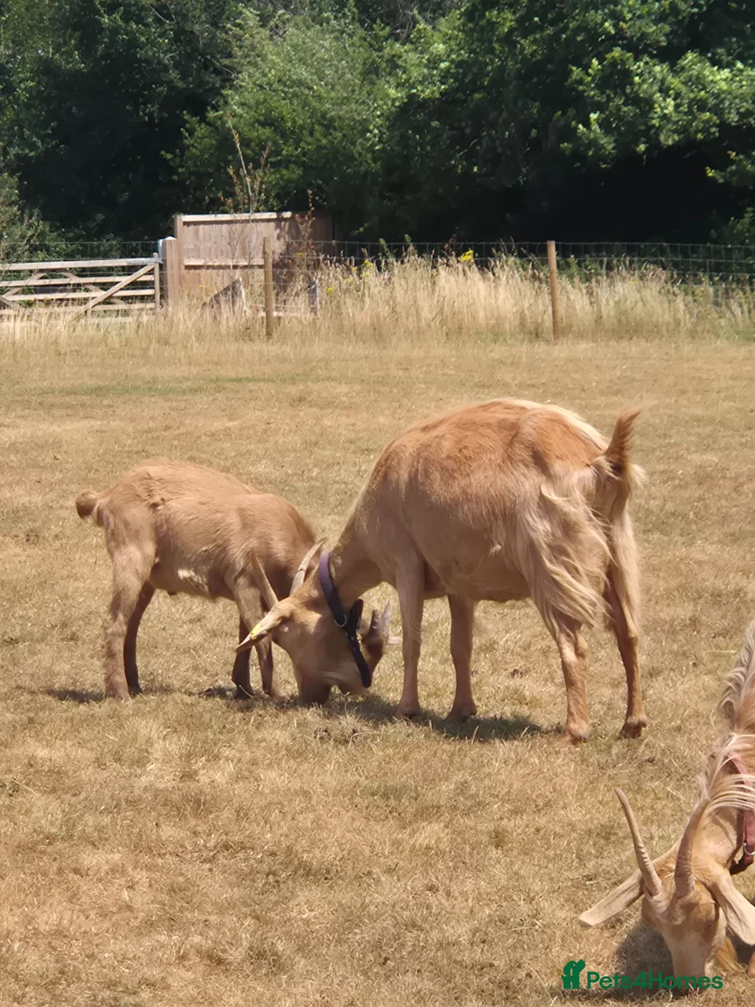 Goats livestock for sale: Golden guernsey male  - Advert 1