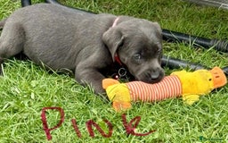 Labrador Retriever dogs for sale: Beautiful Silver Labrador pups  - Image 6