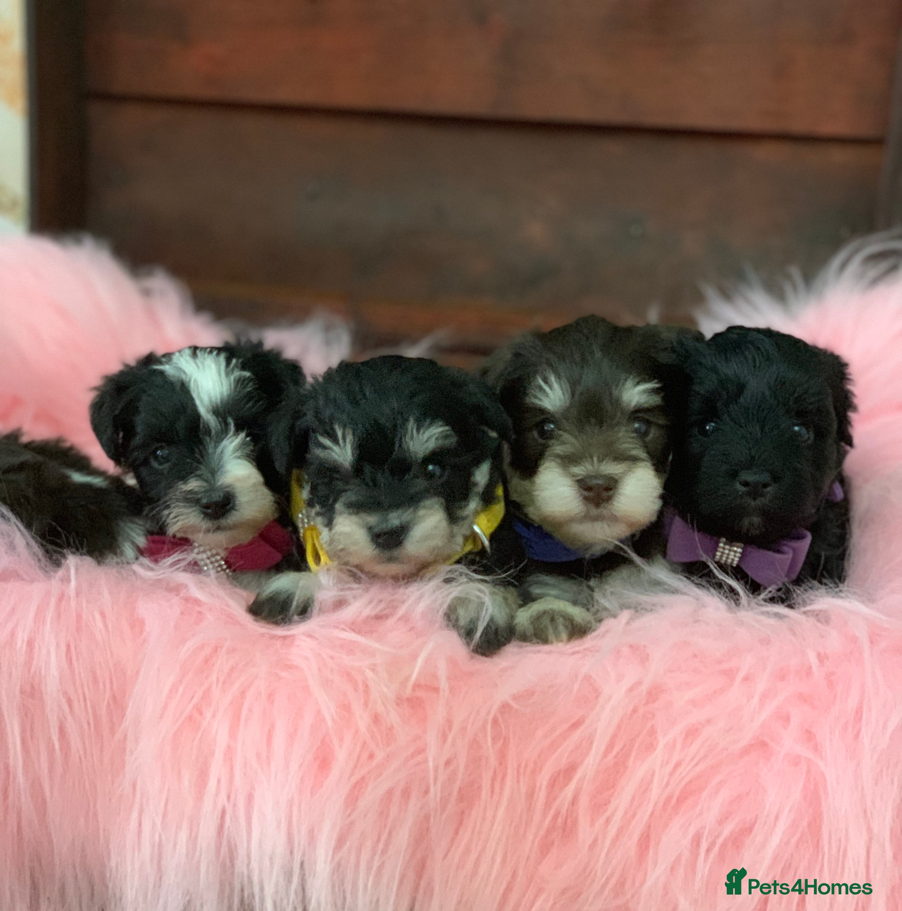 Miniature Schnauzer dogs 5* LICENSED - KC MINI (TOY) SCHNAUZER CHOCOLATE  - Advert 1