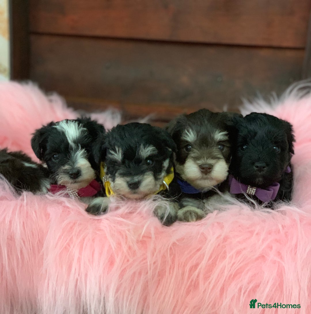 Miniature Schnauzer dogs for sale: 5* LICENSED - KC MINI (TOY) SCHNAUZER CHOCOLATE  - Advert 4