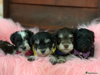 Miniature Schnauzer dogs 5* LICENSED - KC MINIATURE (TOY) SCHNAUZER LITTER - Advert 2