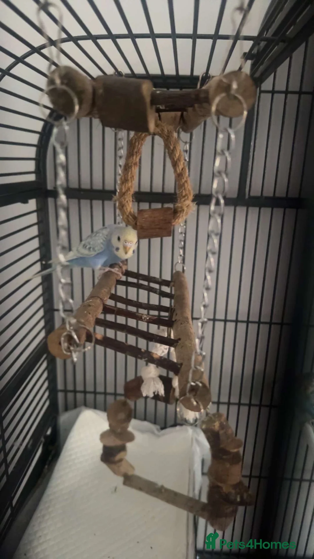 Mixed Breed birds for sale: Budgies and zebs in Selby - Advert 2