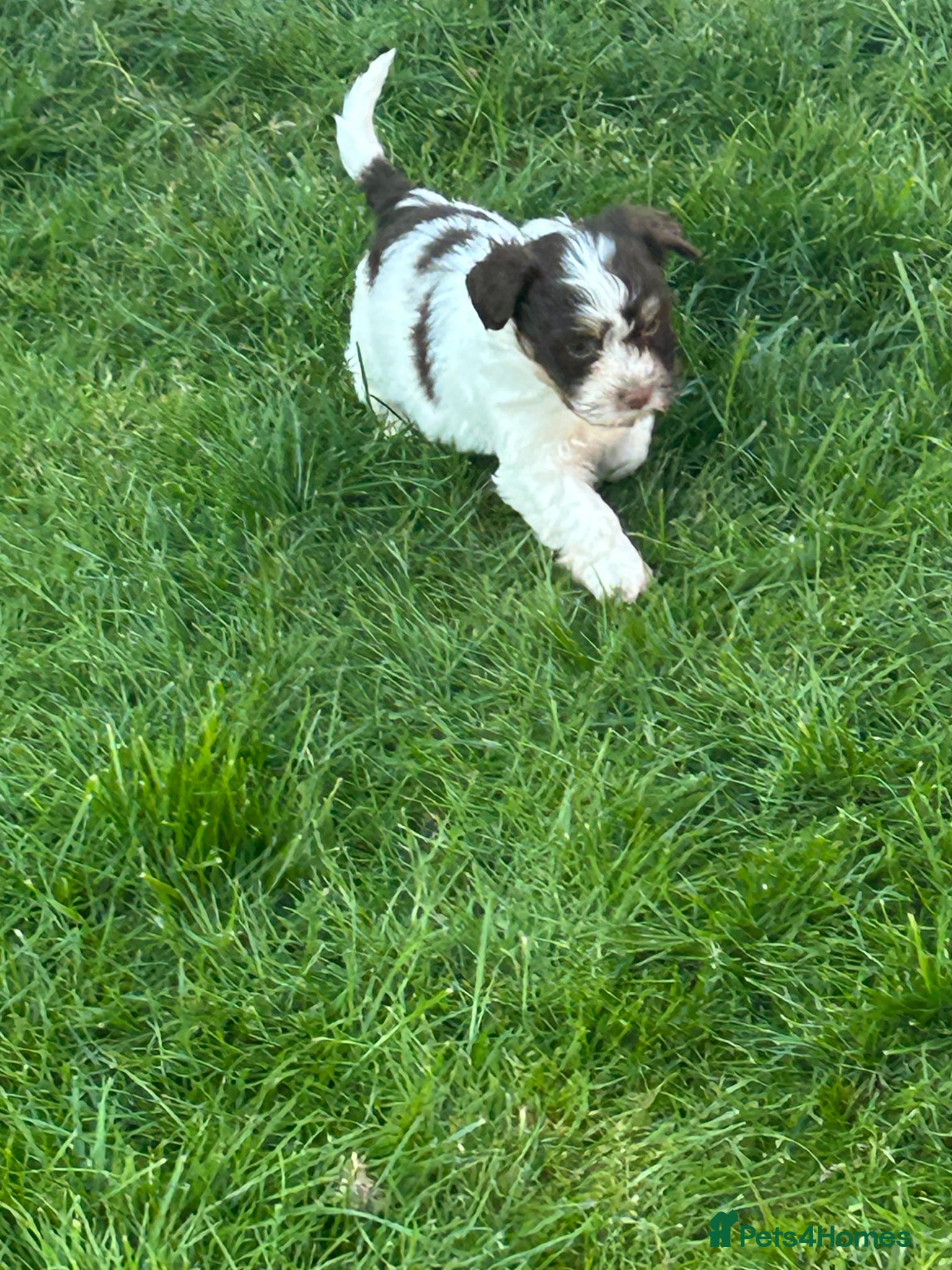 Havanese dogs Exceptional KC Reg Havanese Puppies – 5⭐ Pedigree, - Advert 2