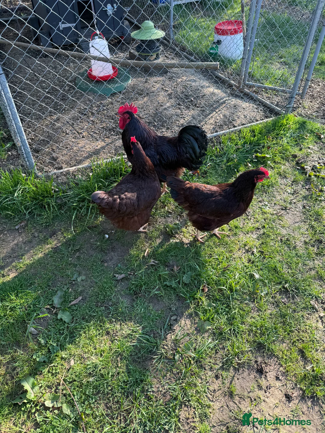 Chickens poultry for sale: Pure Breed Rhode Island Red Chicks 0-2weeks - Advert 3