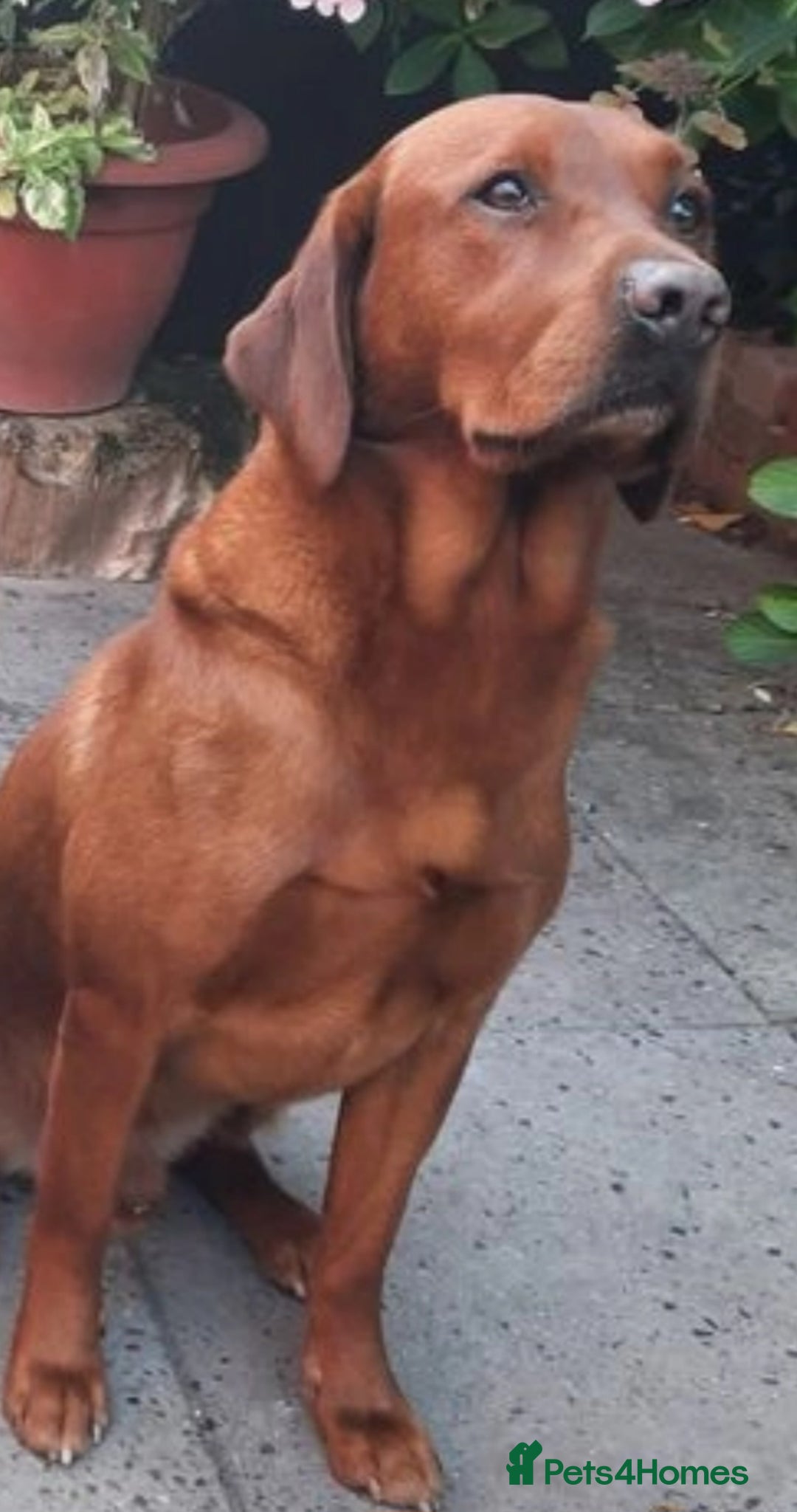 Labrador Retriever dogs for sale: 💥H/TESTED WORKING FOX RED LABRADORS FOR SALE💥 - Image 8