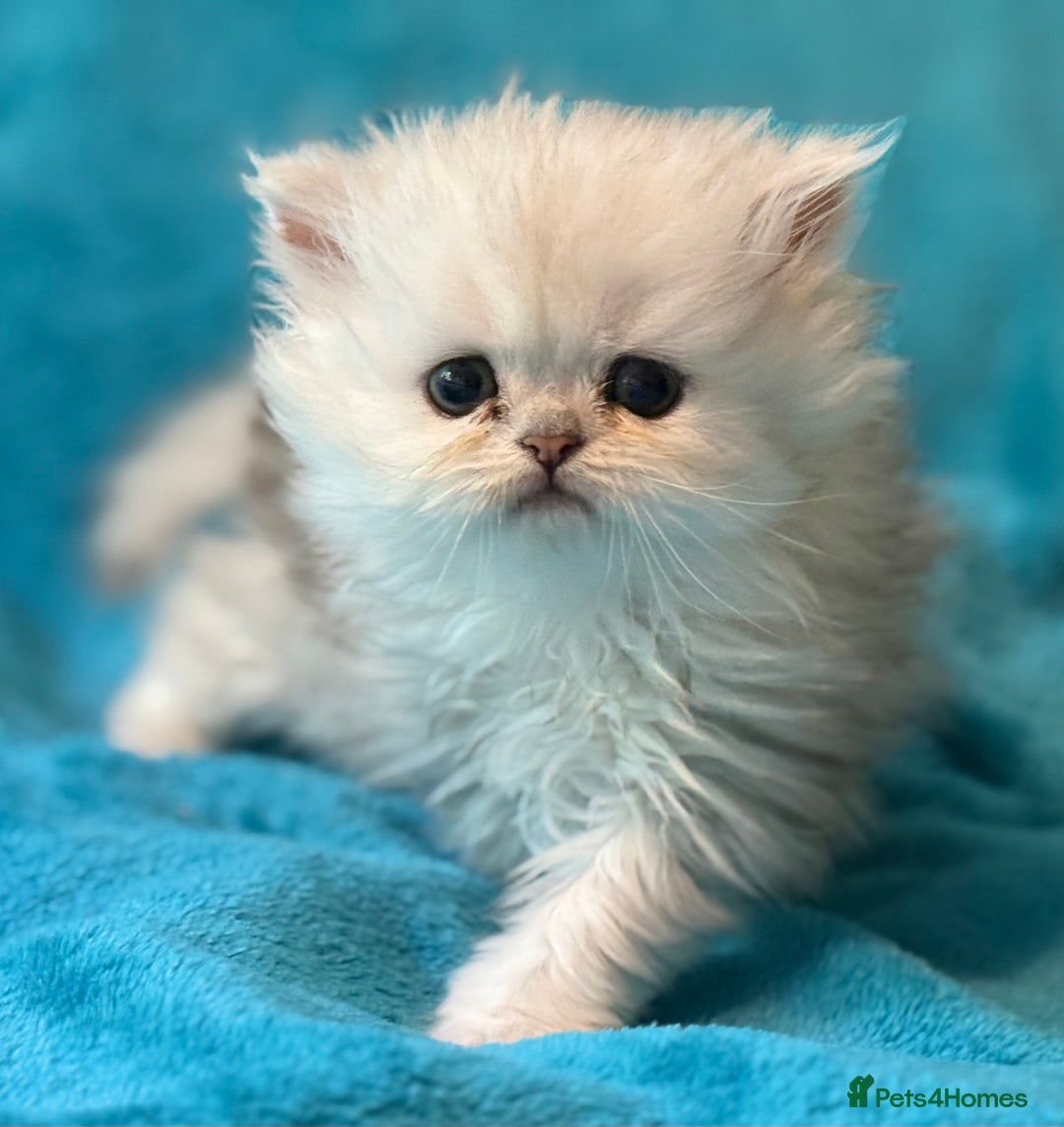 Persian cats for sale: Three Persian Chinchilla Kittens GCCF registered  - Image 8