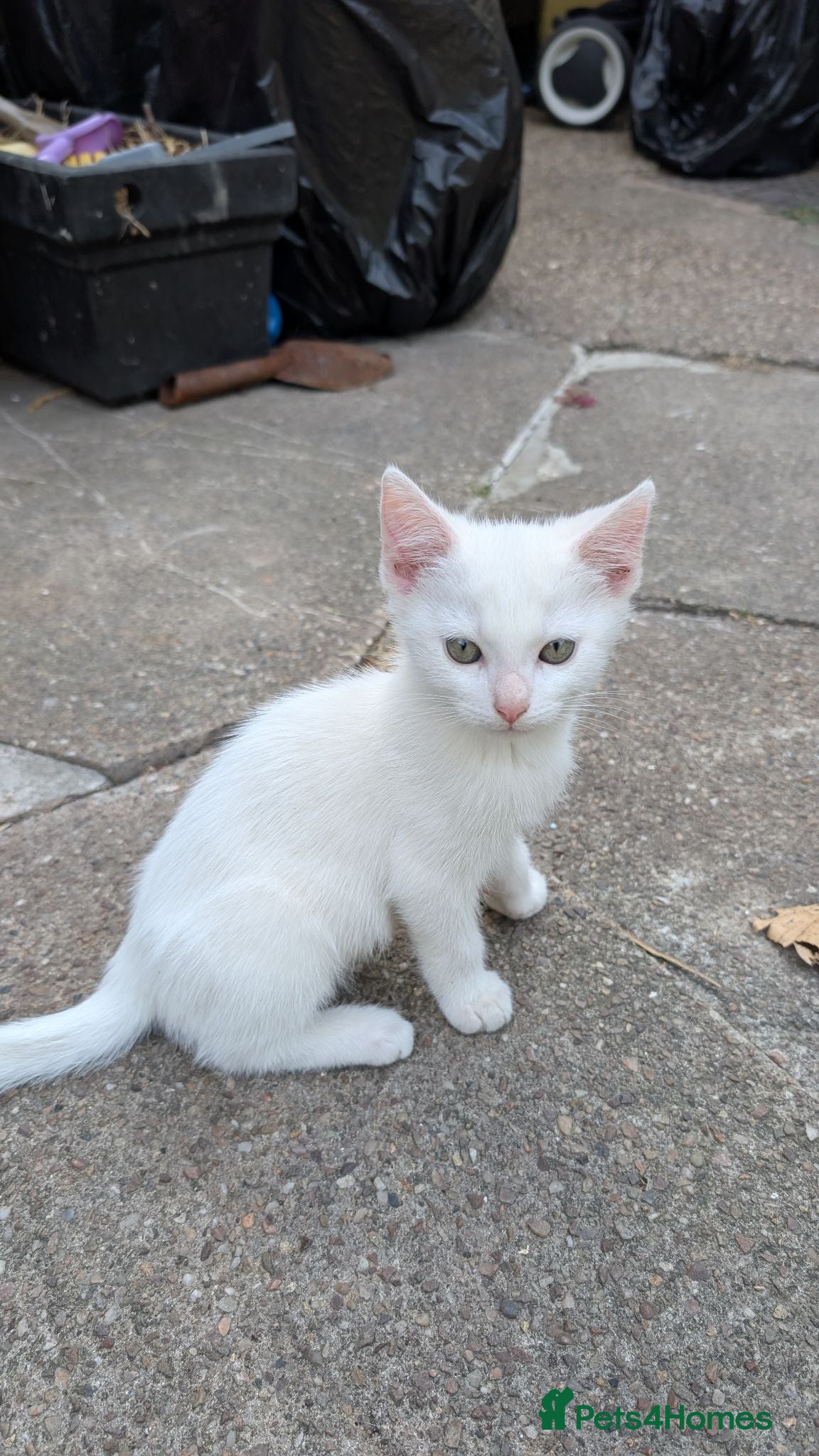 Mixed Breed cats Mixed-breed kittens looking for loving homes - Advert 1