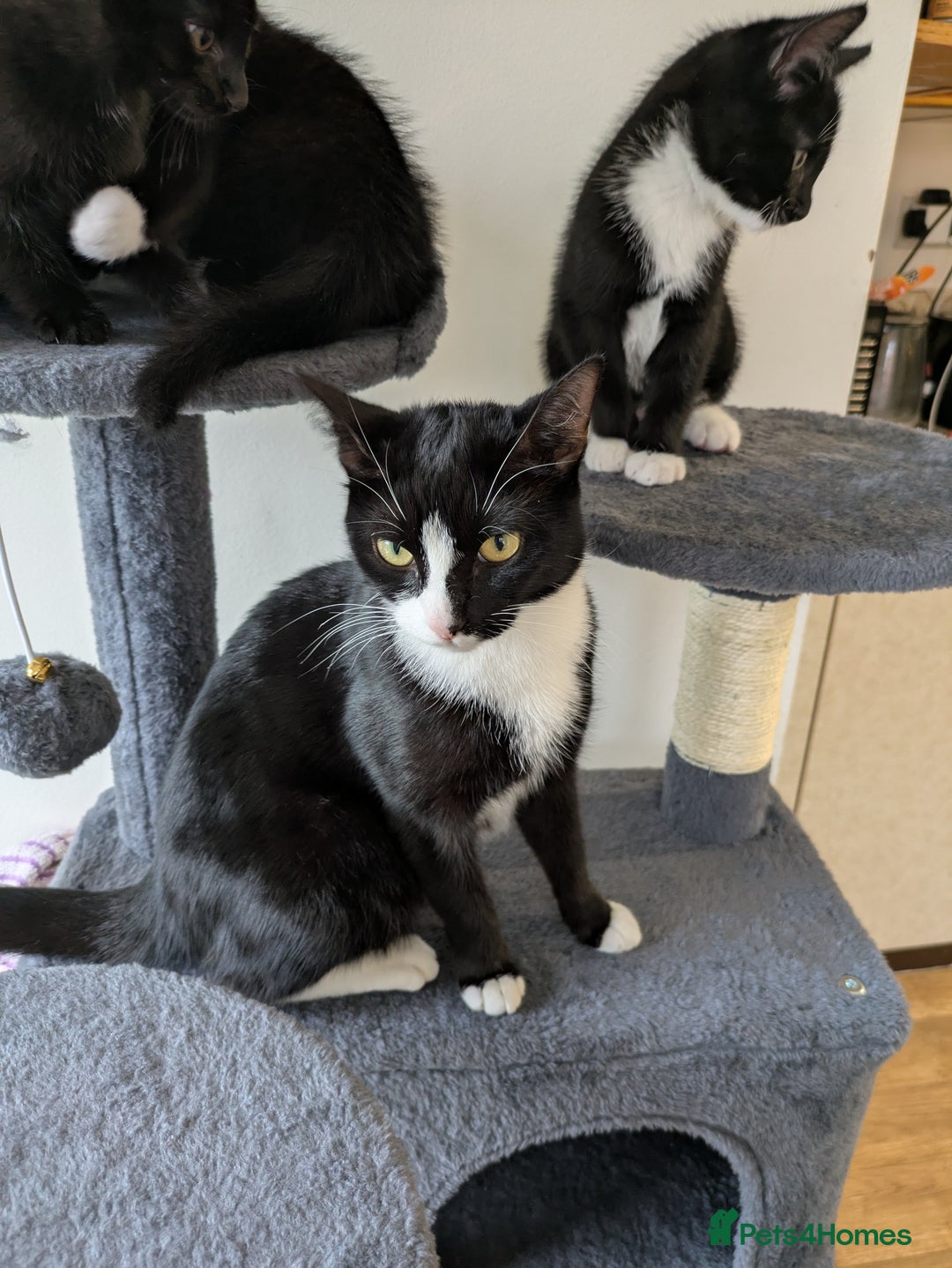 Mixed Breed cats for sale: Cute Kittens for Sale – Ready for Loving Homes 🐱 - Image 5