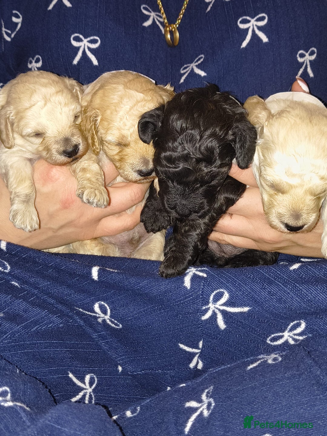 Mixed Breed dogs for sale: Toy poodle pups - Advert 6