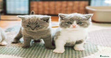 British Shorthair cats - Advert 9