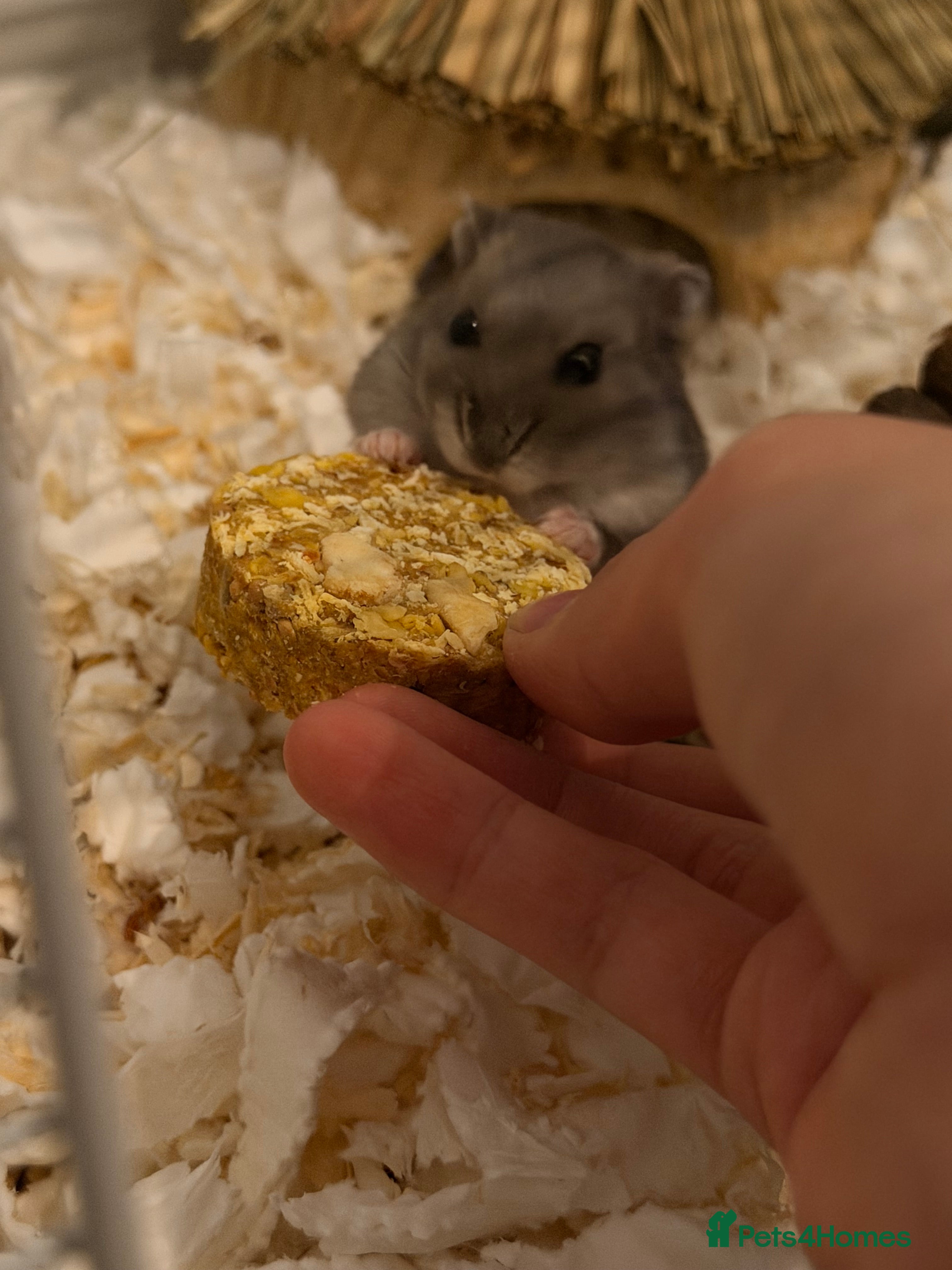 Hamster rodents Campbell hamster come with everything in Hayes - Advert 5