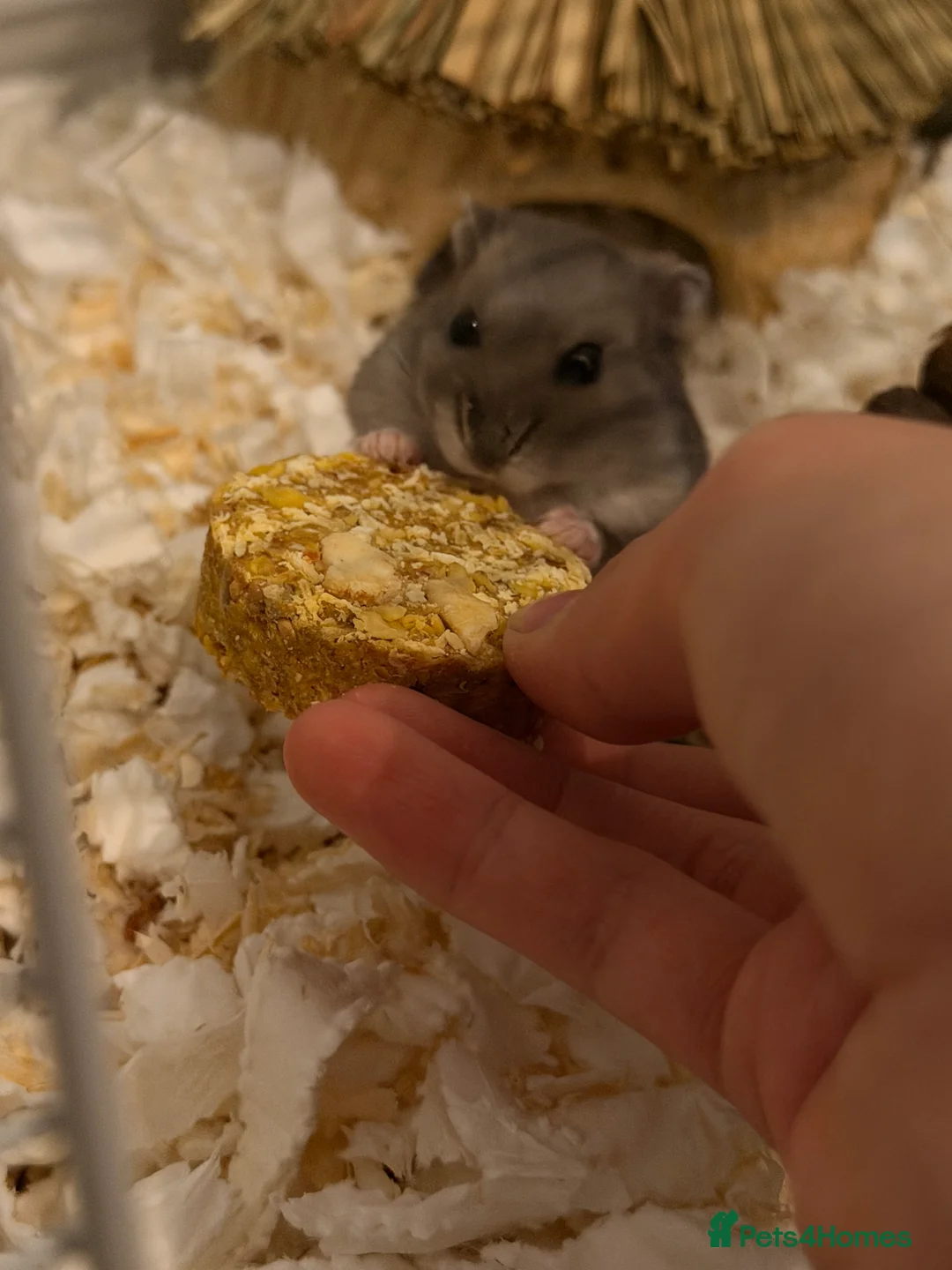 Hamster rodents for sale: Campbell hamster come with everything - Advert 1