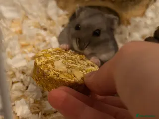 Hamster rodents Campbell hamster come with everything in Hayes - Advert 5