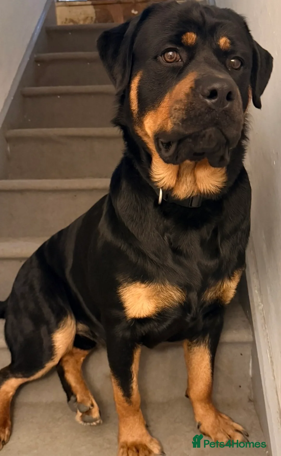 Rottweiler dogs for stud: Rottweiler for stud - Advert 3